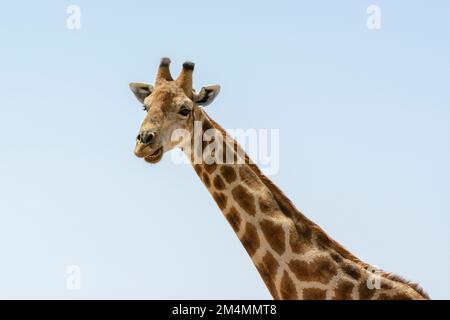 Nahaufnahme einer angolanischen Giraffe, die in die Kamera schaut, mit einem wolkenlosen blauen Himmel, Etosha-Nationalpark, Namibia Stockfoto