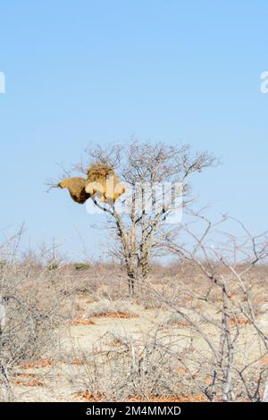 Ein riesiges Vogelnest, das von geselligen Weaver-Vögeln (Philetairus socius) erbaut wurde, hängt in einem Baum im Etosha-Nationalpark, Namibia, Südwestafrika Stockfoto