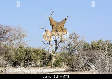 Ein riesiges Vogelnest, das von geselligen Weaver-Vögeln (Philetairus socius) erbaut wurde, hängt in einem Baum im Etosha-Nationalpark, Namibia, Südwestafrika Stockfoto