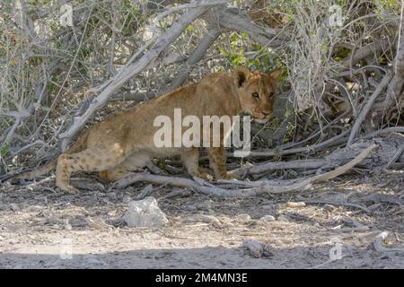 Junges Löwe (Panthera leo), das sich im Schatten eines Baumes im Etosha-Nationalpark, Namibia, Südwestafrika, entspannt Stockfoto