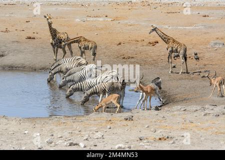 Giraffen, Zebras und Impalas an einem Wasserloch im Etosha-Nationalpark, Namibia, Südwestafrika Stockfoto