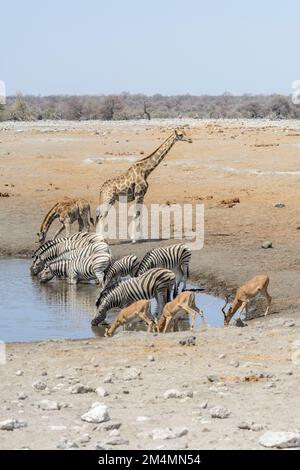 Giraffen, Zebras und Impalas an einem Wasserloch im Etosha-Nationalpark, Namibia, Südwestafrika Stockfoto
