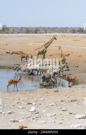Giraffen, Zebras und Impalas werden von einem Wasserloch im Etosha-Nationalpark, Namibia, Südwestafrika erschreckt Stockfoto
