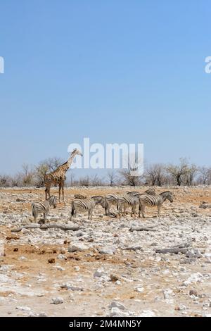 Angolanische Giraffe (Giraffa camelopardalis angolensis) mit einer Herde von Burchells Zebras (Equus quagga burchelli), Etosha-Nationalpark, Namibia Stockfoto