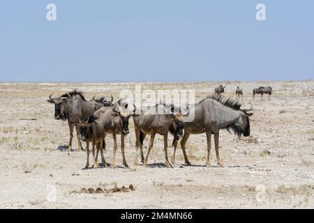 Herde der Blauen Wildebeere (Connochaetes taurinus) mit einem jungen Kalb im Etosha-Nationalpark, Namibia, Südwestafrika Stockfoto