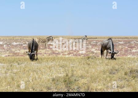 Blaues Wildebeest (Connochaetes taurinus) und Burchells Zebras (Equus quagga burchellii) im Etosha-Nationalpark, Namibia, Südwestafrika Stockfoto
