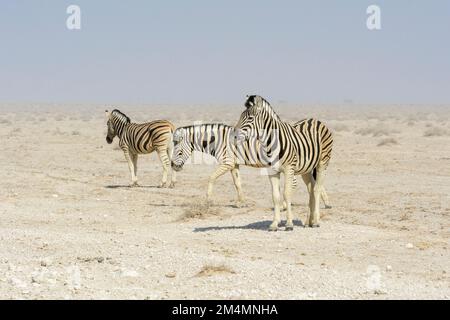 Drei Burchells Zebras (Equus quagga burchellii) in einem Sandsturm (Staubsturm) im Etosha-Nationalpark, Namibia, Südwestafrika Stockfoto