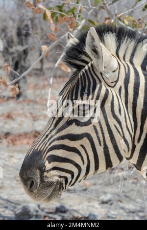 Nahaufnahme eines Burchell-Zebras (Equus quagga burchellii) im Etosha-Nationalpark, Namibia. Auch bekannt als Bontequagga und Damaraland Zebra Stockfoto