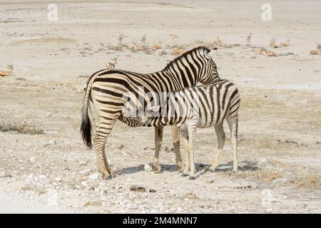 Der junge Burchells Zebrafohlen (Equus quagga burchellii), der sich von seiner Mutter im Etosha-Nationalpark, Namibia, Südwestafrika ernährt Stockfoto