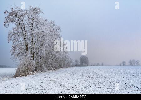 Eine verschneite Gruppe von Bäumen auf einem Feld mit Schnee, Frost und Eis im Winter Stockfoto