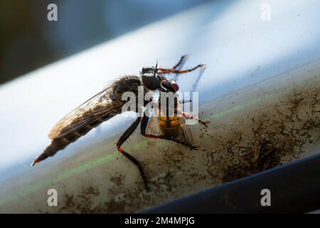 Neoitamus cyanurus, die gewöhnliche Alufliege, ist eine Räuberfliege der Familie der Asilidae. Raubtierszene beim Essen einer gewöhnlichen Fliege Stockfoto