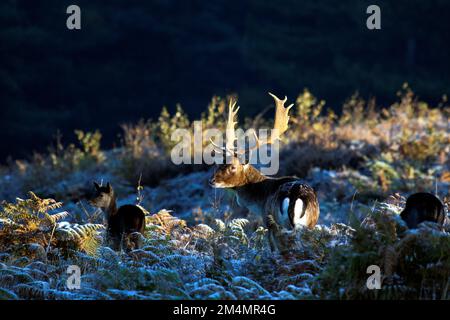 Fallow Deer Stag im Herbst auf Cannock Chase AONB (Gebiet von herausragender natürlicher Schönheit) in Staffordshire, England, Großbritannien Stockfoto