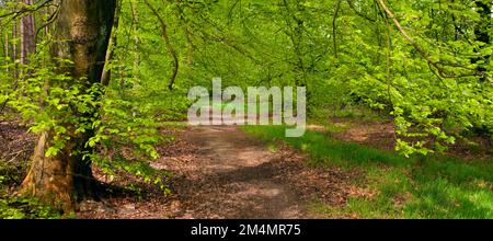 Fußweg gesäumt von reifen Buchenbäumen BeauDesert Old Park Cannock Chase AONB (Gebiet von herausragender natürlicher Schönheit) in Staffordshire, England Stockfoto