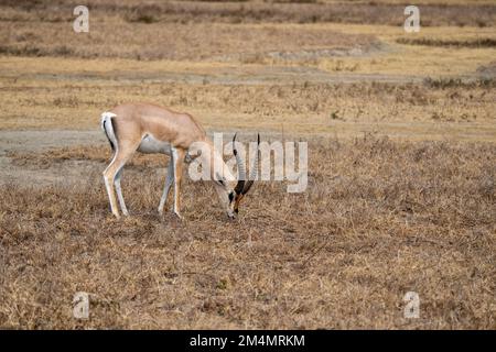 Grants Gazelle (Nanger granti) ist eine Art von Gazelle, die von Nordtansanien nach Südsudan und Äthiopien und von der kenianischen Küste nach L verstreut wird Stockfoto