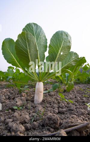 Weißer Rettich wächst auf dem Feld mit grünen Blättern Stockfoto