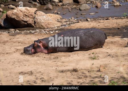 Ein einzelnes Nilpferd an Land in der Nähe eines Flusses im Serengeti-Nationalpark, Tansania Stockfoto