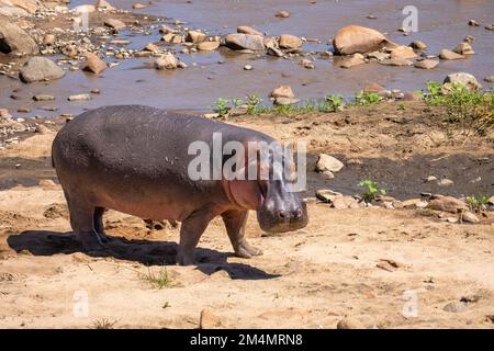 Ein einzelnes Nilpferd an Land in der Nähe eines Flusses im Serengeti-Nationalpark, Tansania Stockfoto