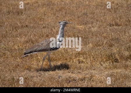 Kori bustard (Ardeotis Kori). Dieses große Vogel lebt in kurzen Gras Ebenen im östlichen und südlichen Afrika. Es kann über einen Meter Höhe erreichen. Stockfoto