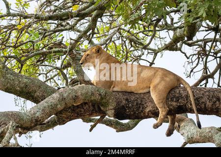 Löwin ruht in Baum fotografiert am Lake Manyara National Park. Heimat der Baumkletterlöwen, Arusha, Tansania Stockfoto