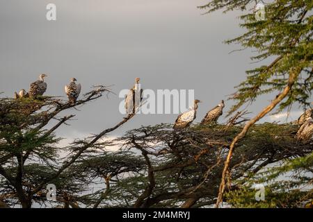 Rupellsgeier (Gyps rueppellii) auf einem Baumwipfel. Dieser große Geier, auch bekannt als Rupell's Griffon, bewohnt trockene und halbtrockene Teile der zentralen AFR Stockfoto