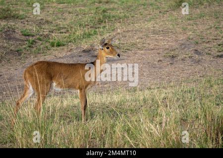 Weiblicher südlicher Schilf, Rietbok oder gemeiner Schilf (Redunca arundinum) ist eine tägliche Antilope, die typischerweise im südlichen Afrika zu finden ist. Es war das erste Mal Stockfoto