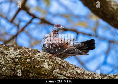 Gesprenkelte Taube (Columba Guinea), die auf einem in Tansania fotografierten Ast ruht Stockfoto