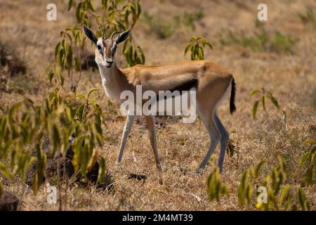 Thomsons Gazelle (Eudorcas thomsonii), fotografiert im Ngorongoro Conservation Area Tansania Stockfoto