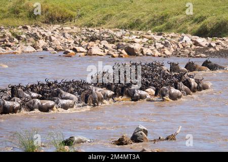 Eine große Herde Blauer Wildebeest (Connochaetes taurinus), Serengeti, Tansania. Stockfoto