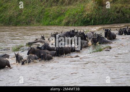 Eine große Herde Blauer Wildebeest (Connochaetes taurinus), Serengeti, Tansania. Stockfoto