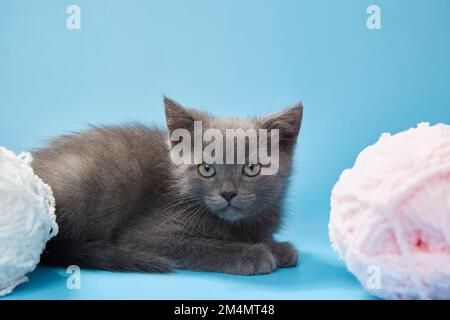 Wunderschöne flauschige graue Kätzchen auf blauem Hintergrund. Süße Haustiere. Speicherplatz kopieren. Stockfoto