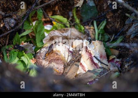 In Amerika und Australien wird ein thermophiler Kompostierstapel aus Erdnahrung gewendet. Im Frühling Stockfoto