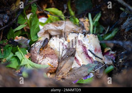 Lebensmittelabfälle auf einen Komposthaufen geben. Eierschalen, Gemüse- und Fruchtabfälle, die einen Kompost in einem Garten in australien verwandeln Stockfoto