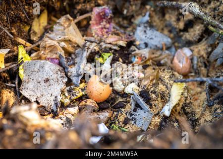 Lebensmittelabfälle auf einen Komposthaufen geben. Eierschalen, Gemüse- und Fruchtabfälle, die einen Kompost in einem Garten in australien verwandeln Stockfoto