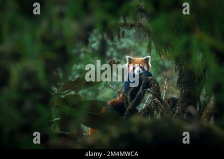 Eine Erwachsene Frau mit rotem Panda ruht in Singalila, Nepal, auf einem modrigen Nusszweig aus Eichenholz Stockfoto