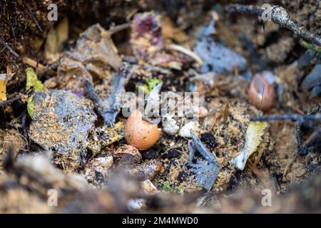 Lebensmittelabfälle auf einen Komposthaufen geben. Eierschalen, Gemüse- und Fruchtabfälle, die einen Kompost in einem Garten in australien verwandeln Stockfoto