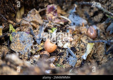 In Amerika und Australien wird ein thermophiler Kompostierstapel aus Erdnahrung gewendet. Im Frühling Stockfoto