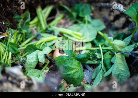 Lebensmittelabfälle auf einen Komposthaufen geben. Eierschalen, Gemüse- und Fruchtabfälle, die einen Kompost in einem Garten in australien verwandeln Stockfoto