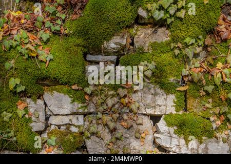 Alte Natursteinwand mit grünem Moos und Efeu als natürlichen Hintergrund Stockfoto