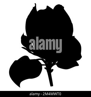 Schöne Magnolienbaumblume. Blühende Frühlingsmagnolie, Vektor-Illustration Stock Vektor