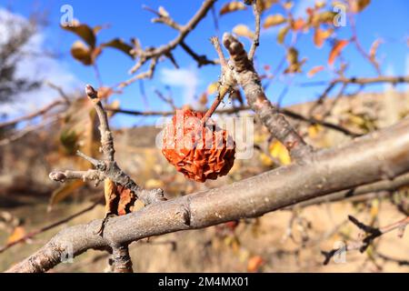 Ein alter fauler Apfel hängt an einem Ast Stockfoto