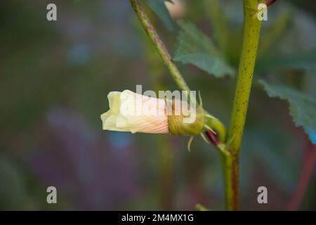 Wunderschöne weibliche Blütenknospe mit unscharfem Hintergrund Stockfoto