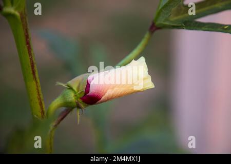 Wunderschöne weibliche Blütenknospe mit unscharfem Hintergrund Stockfoto
