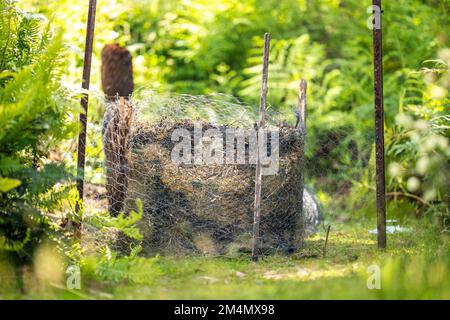 Lebensmittelabfälle auf einen Komposthaufen geben. Eierschalen, Gemüse- und Fruchtabfälle, die einen Kompost in einem Garten in australien verwandeln Stockfoto