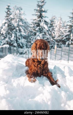 Süßer und lustiger irischer Setter, der im Schnee spielt und springt. Glücklicher Hund, der Spaß mit Schneeflocken hat. Winterfreude im Freien. Stockfoto