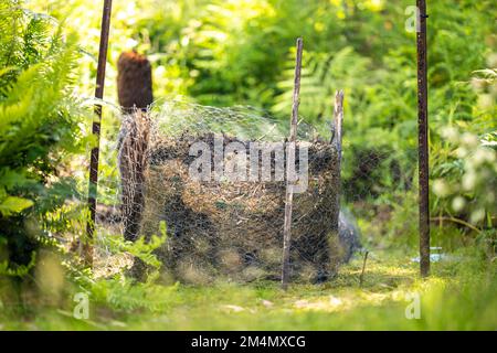 Lebensmittelabfälle auf einen Komposthaufen geben. Eierschalen, Gemüse- und Fruchtabfälle, die einen Kompost in einem Garten in australien verwandeln Stockfoto