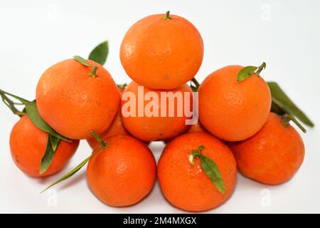 Mandarinenorange (Citrus reticulata), auch Mandarin oder Mandarine genannt, eine kleine Zitrusfrucht. Als gesonderte Orangenart behandelt, Stockfoto