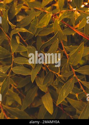 Grüne Blattstruktur. Hinterlässt Texturhintergrund. Kreatives Layout grüner Blätter. Naturhintergrund Stockfoto