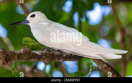 Nahaufnahme einer Weißen Türe (Gygis alba) auf der Cousininsel Seychellen Stockfoto