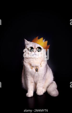 Eine weiße Katze mit goldener Krone und dunkler Brille sitzt auf schwarzem Hintergrund Stockfoto