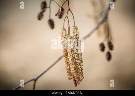 Unglaubliche Erle, Erle oder Erle, Alnus Catkin blüht im Frühling. Heilpflanze Alnus glutinosa zur Anwendung in der Alternativmedizin Stockfoto